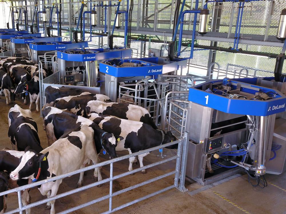 Dój Grupowy DeLaval VMS™
